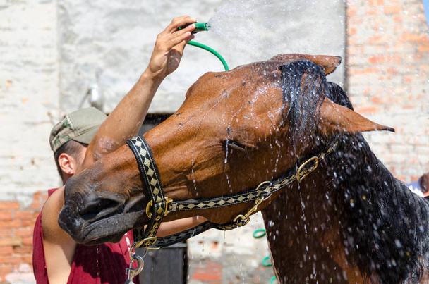 kůň v zemědělském podniku Liguria v Itálii - Fotografie, Obrázek