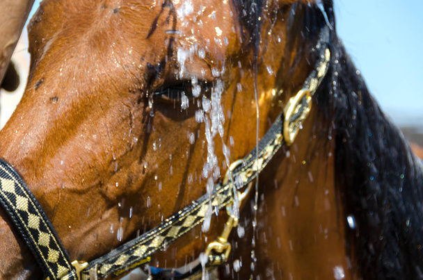 Koń w gospodarstwie w Ligurii we Włoszech - Zdjęcie, obraz