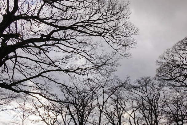 Kuivatut puut taivaan alla talvella
  - Valokuva, kuva