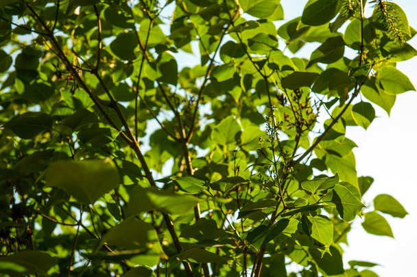 fiatal fa tavasszal - Fotó, kép