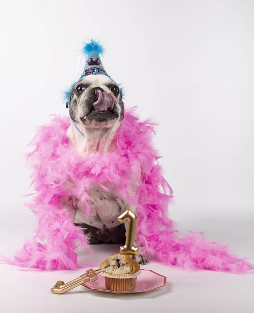 Francia bulldog ünnepli a születésnapját - Fotó, kép