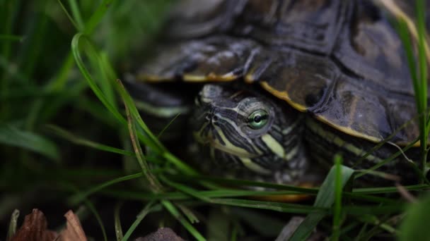 Green turtle in leaves. Green plants and striped tortoise looking at camera on blurred nature background - Video