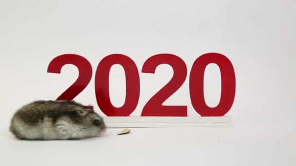 A gray rodent rat eats seeds near the numbers 2020 Home hamster on a white background The white mouse is the symbol of the coming year 2020. - Video, Çekim