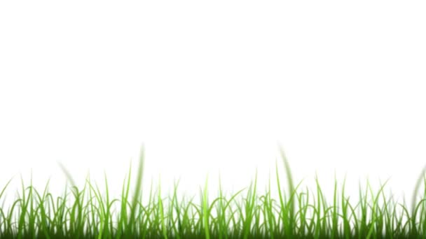 Zwart-wit gras verlaat geïsoleerde silhouet lus/4k animatie van een lus van elegante bladen van gras patronen bewegen in de wind geïsoleerd op witte achtergrond - Video