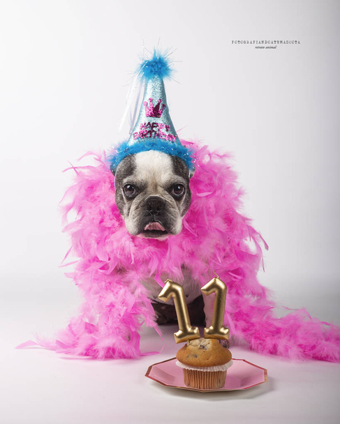 Γάλλος σκύλος ταύρος γιορτάζει τα γενέθλιά του - Φωτογραφία, εικόνα