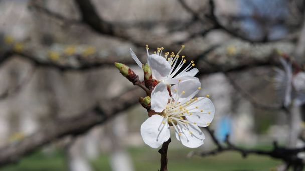 Apfelbaumblüte zur Frühlingszeit, blumiger Hintergrund - Foto, Bild