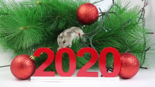 A white rat hamster on a branch of New Year's spruce among the garlands around number 2020 The white mouse is the symbol of the coming year 2020. - Video, Çekim