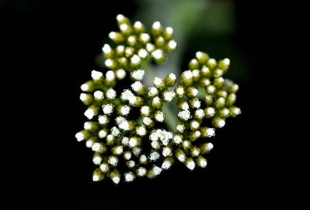 Medicinal herbs: Flowers common yarrow ,. - Photo, Image