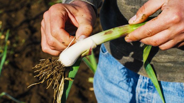 Farmer is cleaning young garlic plant just picked it from field. - Φωτογραφία, εικόνα