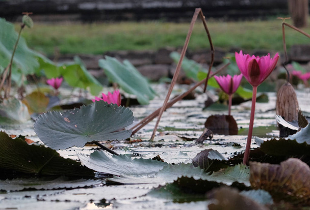 La superficie del agua está cubierta de hojas y flores de loto. Flor de loto en un estanque
. - Foto, imagen