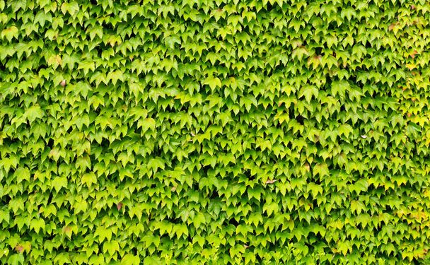 background of green climbing ivy - Foto, Imagem