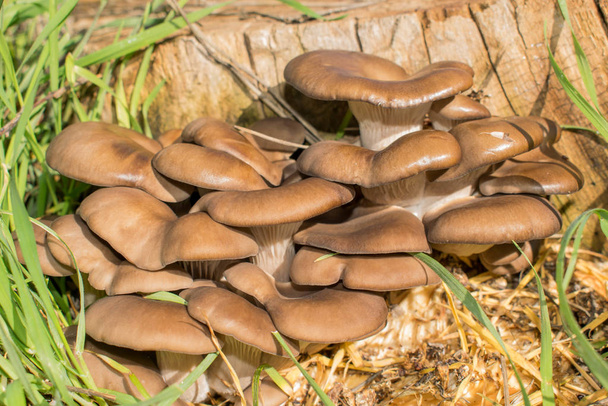 Oyster mushroom hemp brown mushrooms of a large size grow as a group on a stump for design - Photo, Image