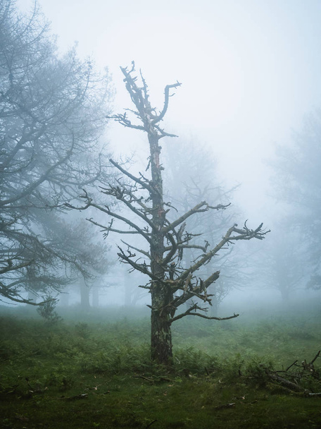Holtfa egy hátborzongató ködös erdőben - Fotó, kép