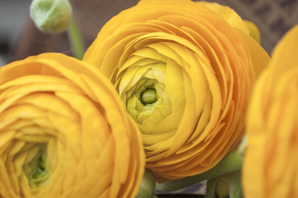 Beautiful fresh blossoming single yellow color ranunculus. - Foto, Imagen