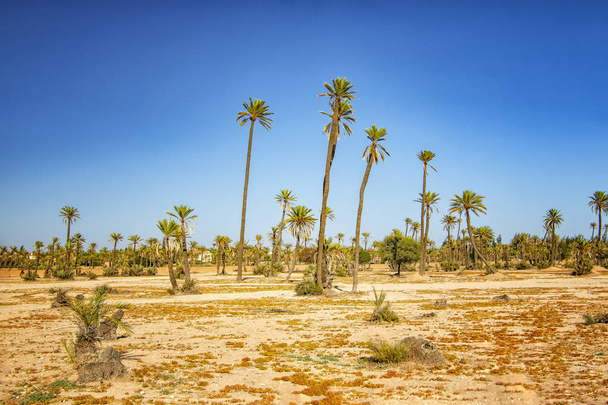 Palmeiras em pé em um deserto em Palmeraie, Marraquexe. É fundo de natureza de Marrocos, África. - Foto, Imagem