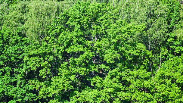 Bujne liści dębu w zielonym lesie w lecie - Zdjęcie, obraz