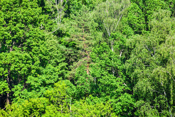 hustý zelený Les za slunného letního dne - Fotografie, Obrázek