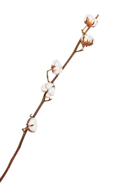 natural dried twig of cotton plant isolated - Photo, Image