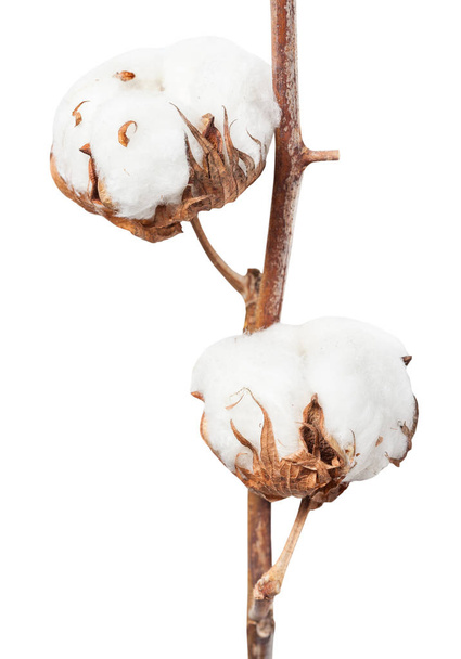 dos bols maduros de planta de algodón en ramita aislada
 - Foto, imagen