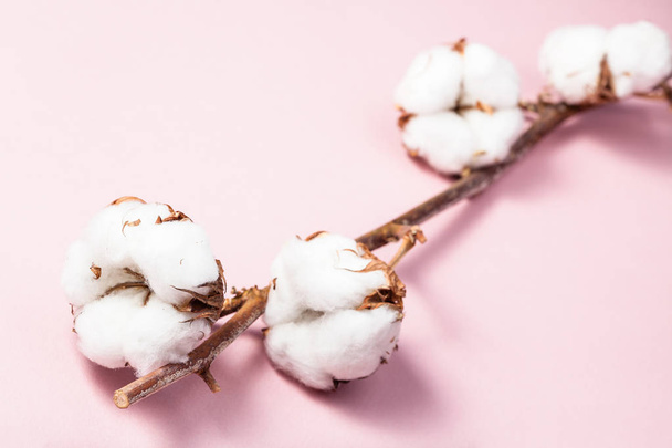 ピンクのパステルペーパー上の綿植物の熟した枝 - 写真・画像