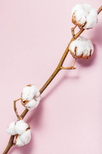 natural dried branch of cotton plant on pink - Foto, immagini