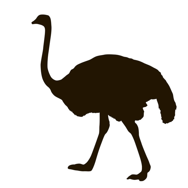 Silhouet grote struisvogel staande op een witte achtergrond - Vector, afbeelding