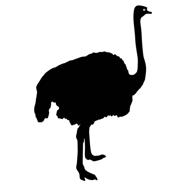 Silhouette big ostrich standing on a white background - Vector, Image