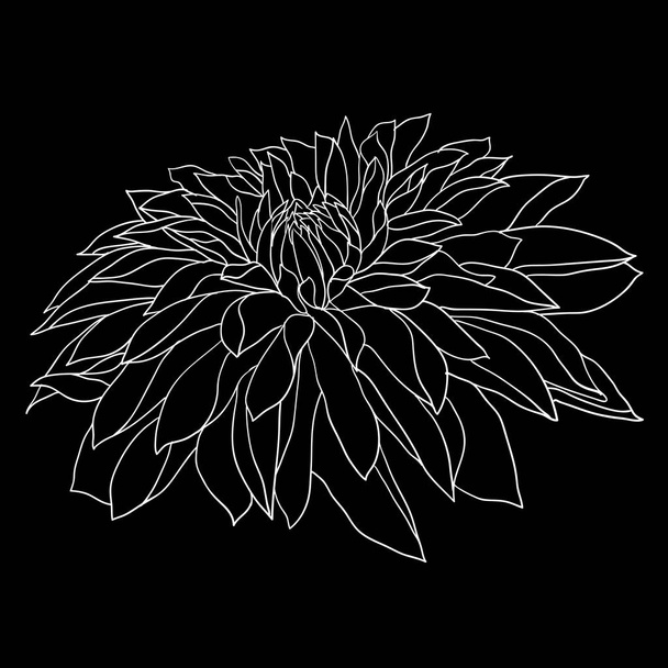 Kwiat Dalia piękny szkic monochromatyczne, czarno-białe na białym tle - Wektor, obraz