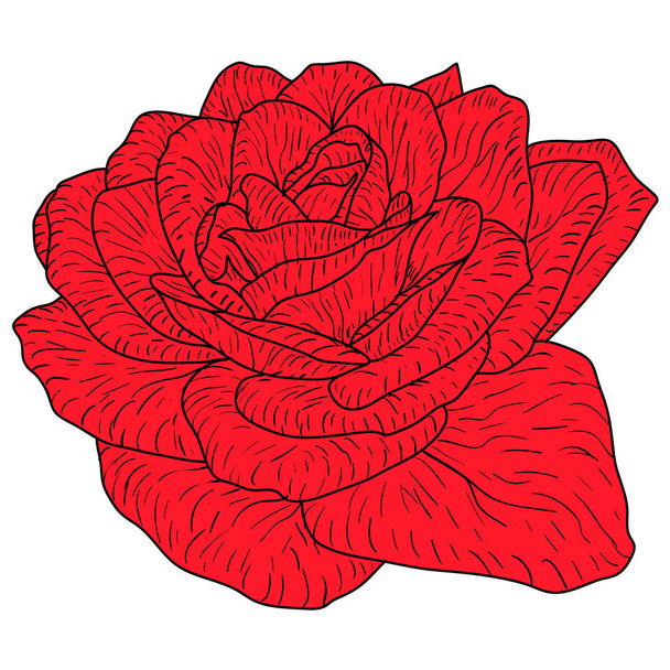 Όμορφο σκίτσο χρώμα, τριαντάφυλλο λουλούδι σε λευκό φόντο - Διάνυσμα, εικόνα