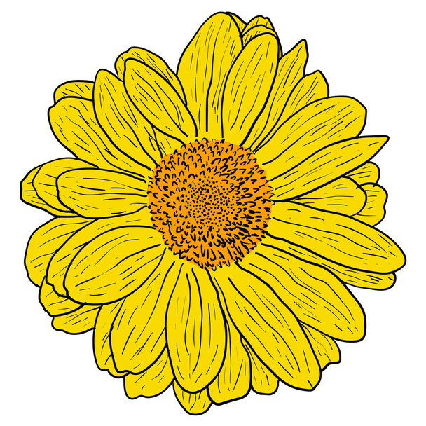 Hermoso boceto de color, flor de dalia sobre un fondo blanco
 - Vector, Imagen