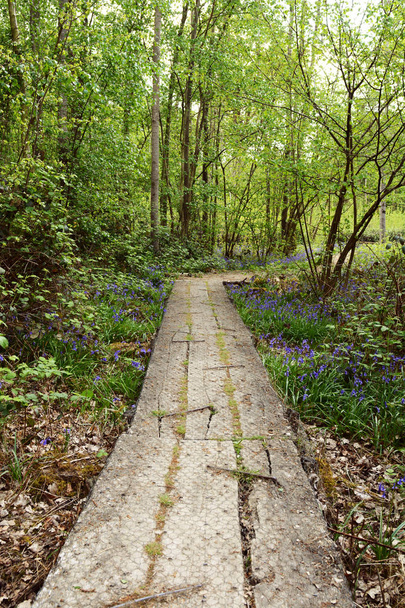 Uzun ahşap tahta yol ilkbaharda yemyeşil ormanlık yol açar - Fotoğraf, Görsel