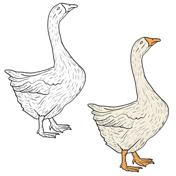 Sketch grey goose on a white background. Vector illustration. - Vektör, Görsel
