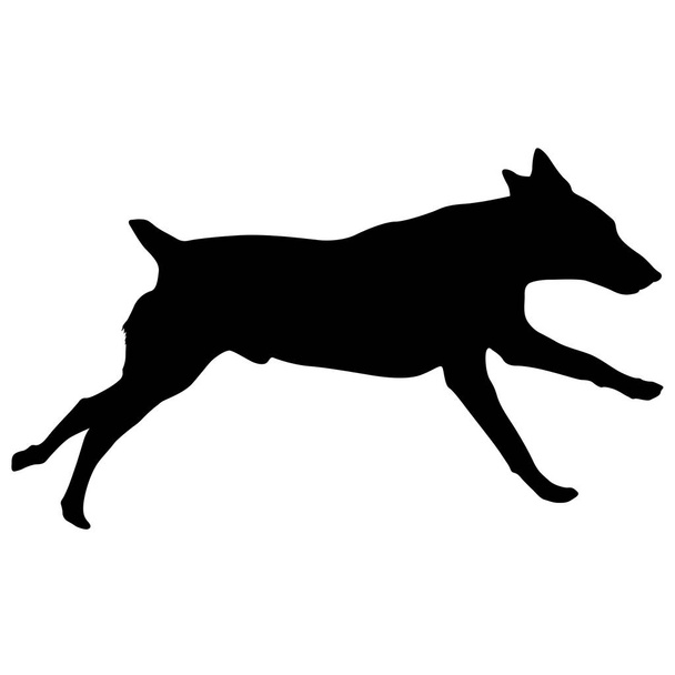 Beyaz arka plan üzerinde Doberman pinscher köpek silueti - Vektör, Görsel