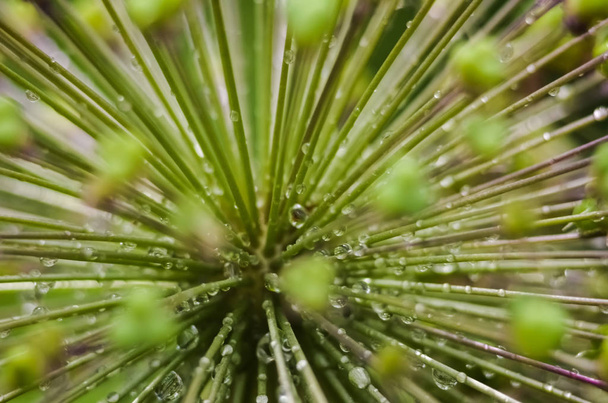 Абстрактний зелений фон, вибірковий фокус. Роса на рослині, вода падає після дощу. декоративні суцвіття Allium, Декоративне цвітіння часнику крупним планом
  - Фото, зображення