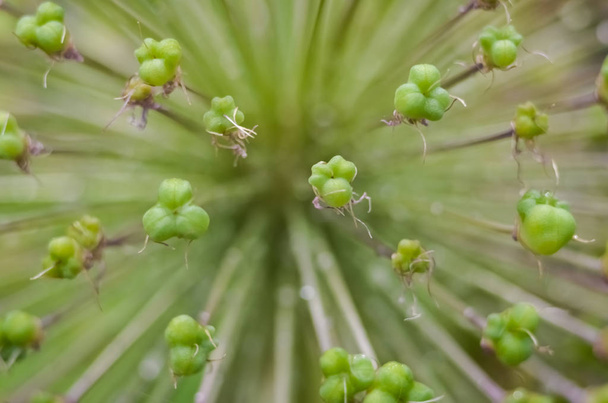Αφηρημένο πράσινο φόντο, επιλεκτική εστίαση. Δροσιά στο φυτό, νερό πέφτει μετά τη βροχή. διακοσμητικά ανθάνθισμα Allium, διακοσμητικά άνθη σκόρδο κοντινό  - Φωτογραφία, εικόνα
