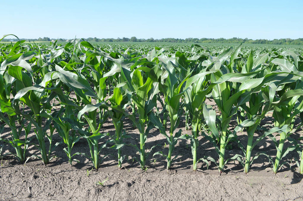 El maíz joven que usa herbicidas está protegido de las malas hierbas
 - Foto, imagen