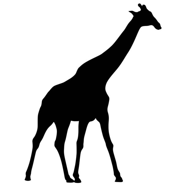 Silhouette of a high African giraffe on a white background - Vecteur, image