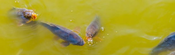 skupina běžných carů přicházejících nad vodu s ústy, běžnými rybami z Evropy - Fotografie, Obrázek