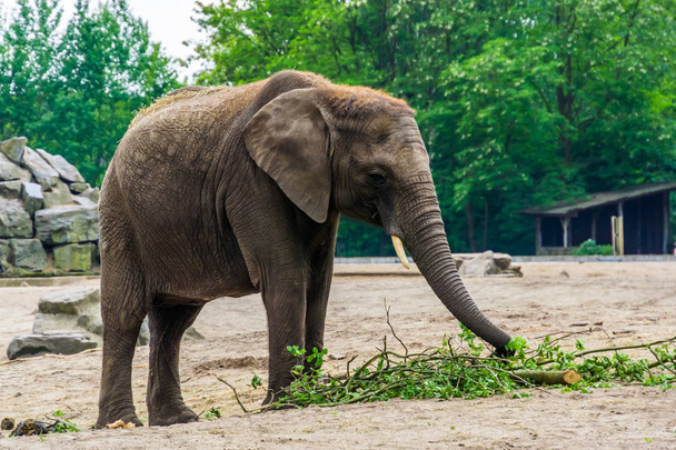 portrait rapproché d'un éléphant d'Afrique mangeant des branches d'arbres, espèce animale vulnérable d'Afrique
 - Photo, image