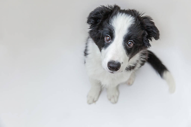 Śmieszne studio portret cute sfrezowanie pies Border Collie granica na białym tle. Opieka nad zwierzętami i koncepcja zwierząt - Zdjęcie, obraz