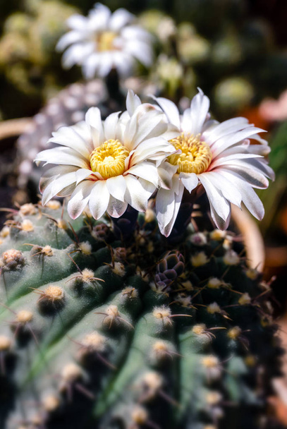 gyönyörű fehér virágok a virágzó kaktusz Gymnocalycium schroed - Fotó, kép