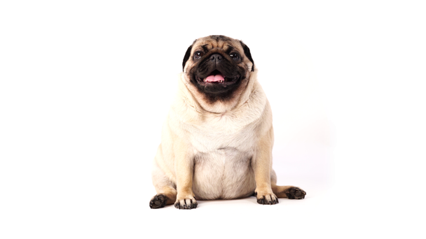 Dog, pug sitting and panting, 1 year old, isolated on white background - Footage, Video