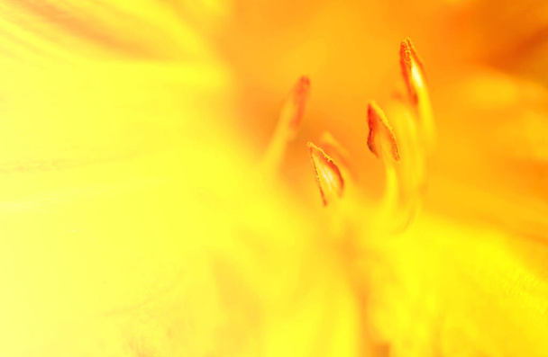 Красивые жёлтые лилии, сфотографированные вблизи на размытом фоне
 - Фото, изображение