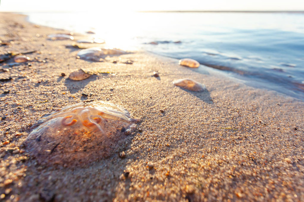 medusas varadas aurelia en la arena de cerca
 - Foto, imagen