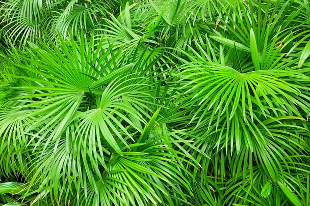leaves of palm species botanical. - Photo, Image