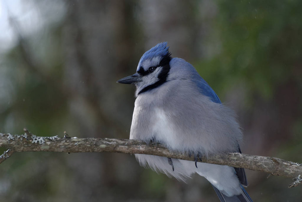 Blue Jay Perched on a Tree Branch - Photo, Image
