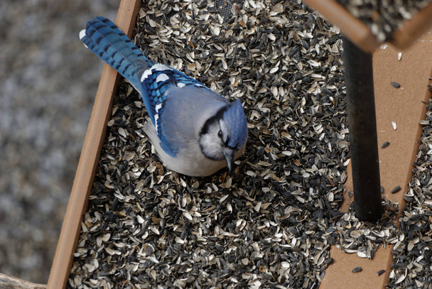 Blue Jay 's Eating at a Bird Feder
 - Фото, изображение
