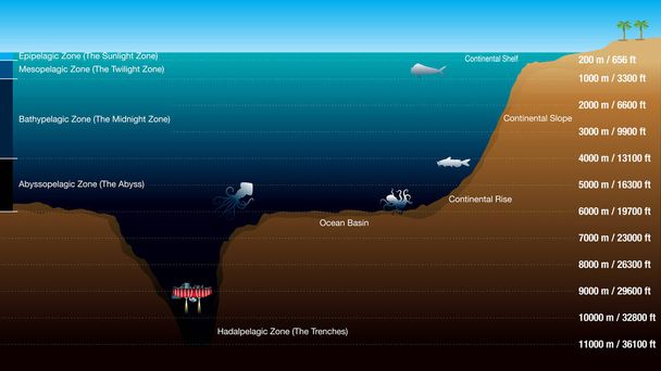 Графика показывает 5 зон в зависимости от глубины океана, с масштабом в метрах и футах. На рисунке изображены силуэты рыбы, осьминога, кальмара и подводной лодки. Векторное изображение
 - Вектор,изображение