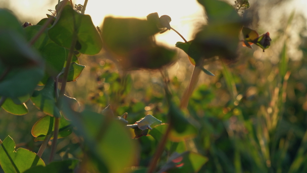 野生の草のチルトショットバックライト - 映像、動画