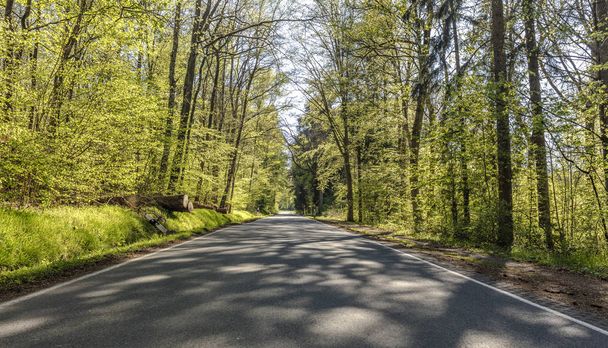 Деревенская дорога в буковом лесу
 - Фото, изображение